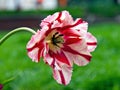 Single open Ã¢â¬ÅFlaming ParrotÃ¢â¬Â hybrid tulip. Royalty Free Stock Photo
